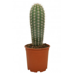 Cactus 100 cm