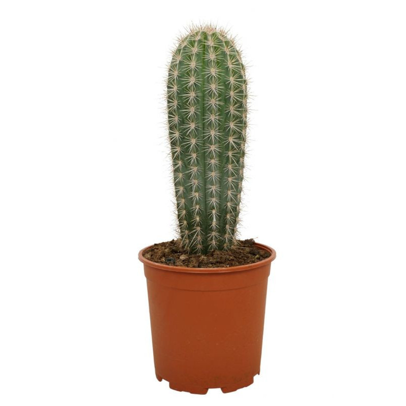 Cactus 100 cm